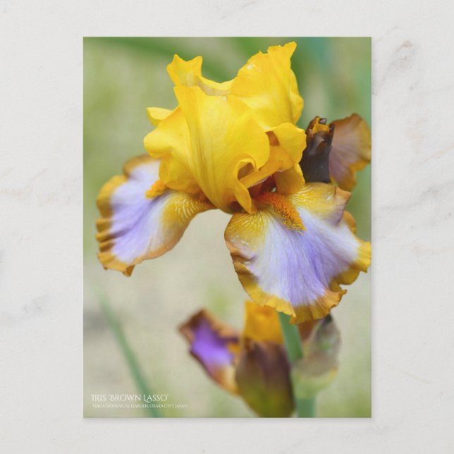 Iris ‘Brown Lasso’  [Postcard] Postcard (Front)