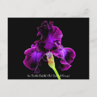 Iris 'Bubble Bubble' Collectable Postcards