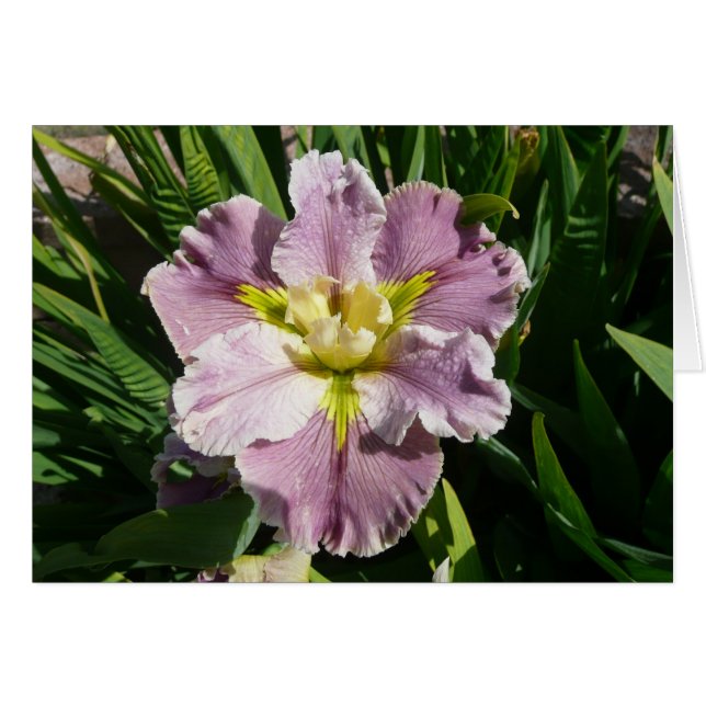 IRIS CARD - DUREL LATECOMER - Blank Card (Front Horizontal)