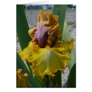 IRIS CARD - NOUVEAU RICHE - Blank Card