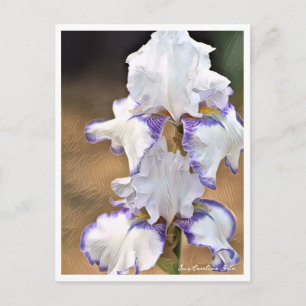 Iris Carolina Gold Postcard