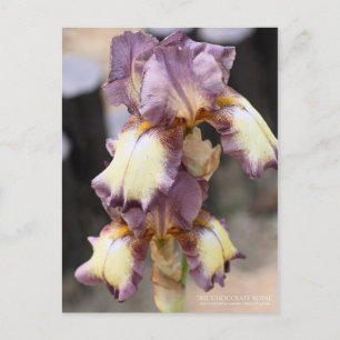 Iris ‘Chocolate Royal’  [Postcard] Postcard