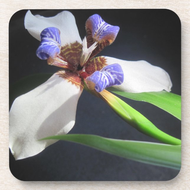Iris Coaster (Front)
