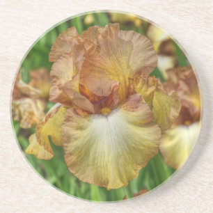iris coaster