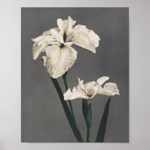 Iris - coloured photograph - Japan Poster