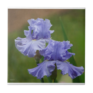 Iris Delight Ceramic Tile