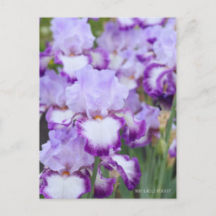 Iris ‘Eagle Flight’ [Postcard] ポストカード Postcard