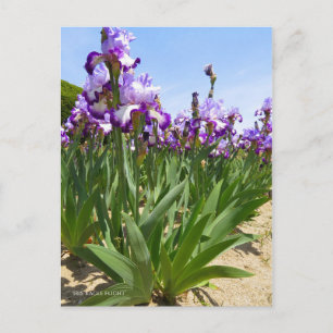 Iris ‘Eagle Flight’ [Postcard] ポストカード Postcard