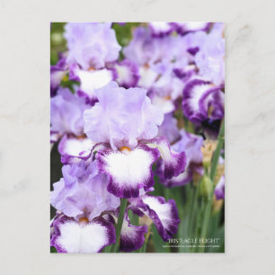 Iris ‘Eagle Flight’ [Postcard] Postcard