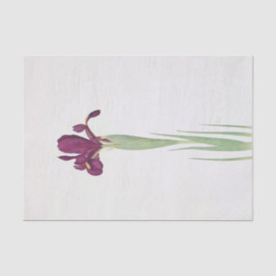 Iris Filifolia by William Dykes Tissue Paper