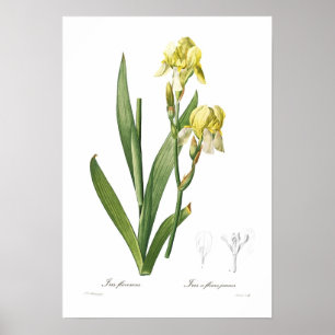 Iris flavescens poster