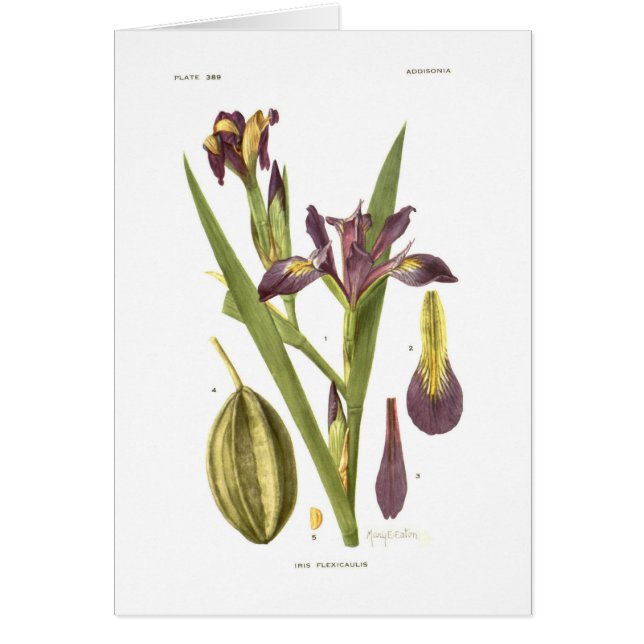 Iris flexicaulis by Mary E Eaton (Front)