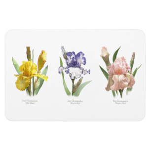Iris Flower Garden Magnet