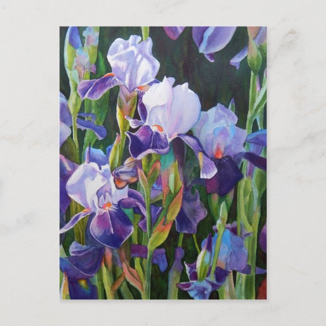 Iris Flower Garden Postcard (Front)