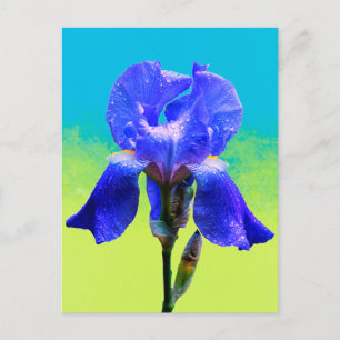 Iris flower holiday postcard