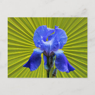 Iris flower holiday postcard