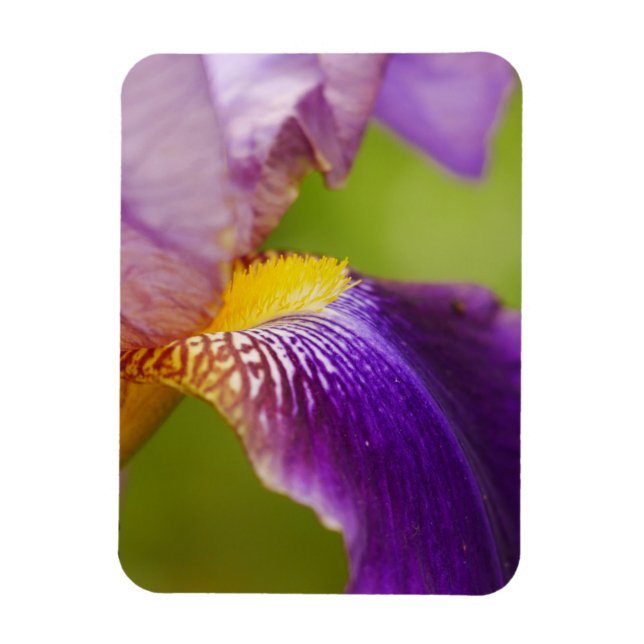 Iris Flower Magnet (Vertical)