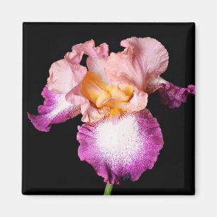 Iris flower magnet