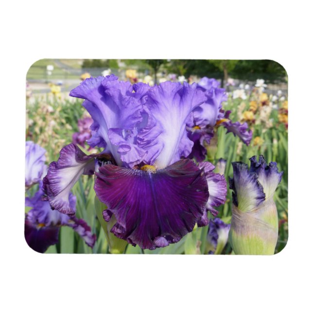 IRIS FLOWER MAGNET Horizontal (Horizontal)
