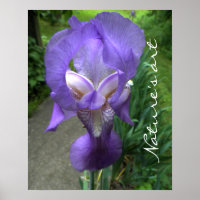 Iris Flower Photograph
