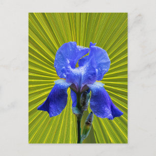 Iris flower postcard