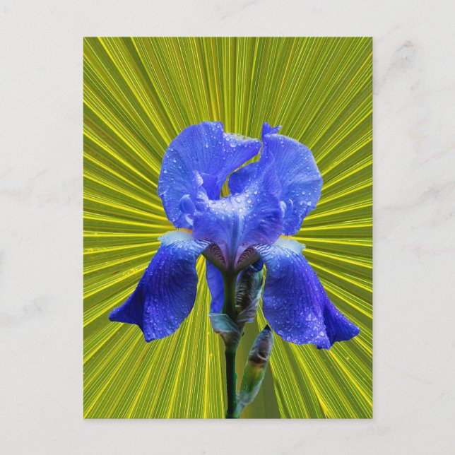 Iris flower postcard (Front)