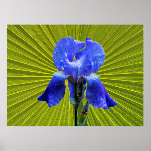 Iris flower poster