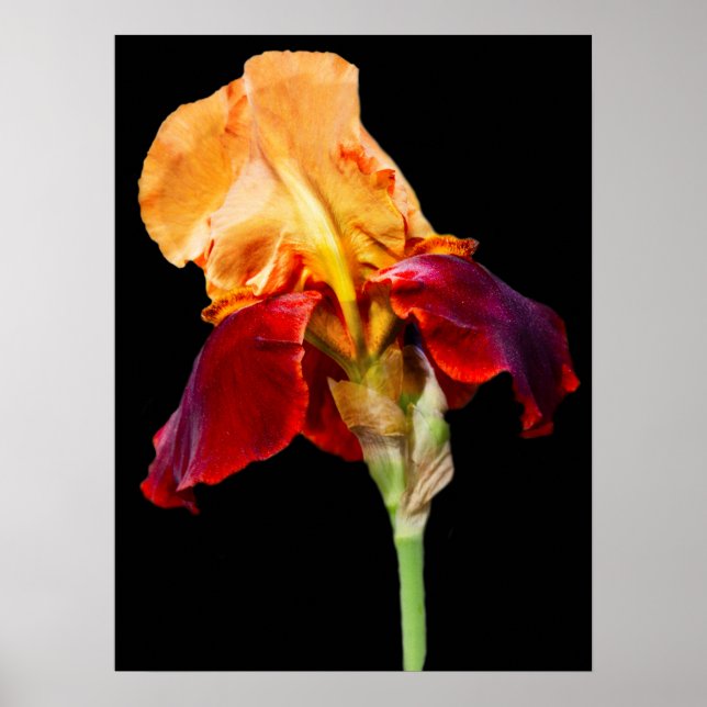 Iris Flower Poster (Front)
