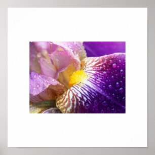 Iris Flower Poster