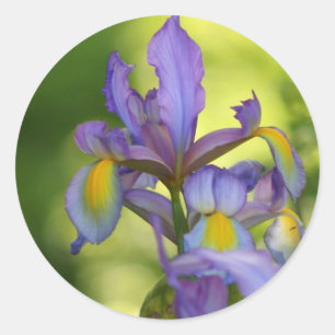 Iris flower Stickers