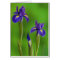 Iris Flowers
