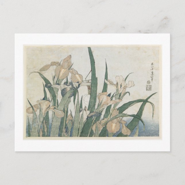 Iris Flowers and Grasshopper, c.1830-31 Postcard (Front)