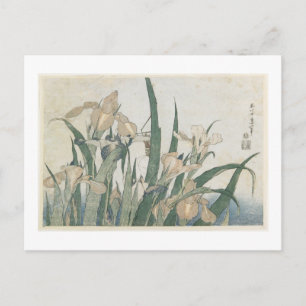 Iris Flowers and Grasshopper, c.1830-31 Postcard