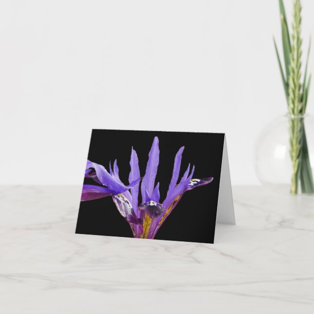 Iris Flowers Card (Front)