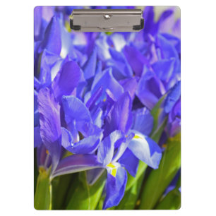 Iris flowers clipboard