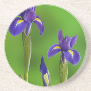 Iris Flowers Coaster