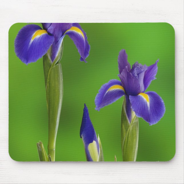 Iris Flowers Mouse Pad (Front)