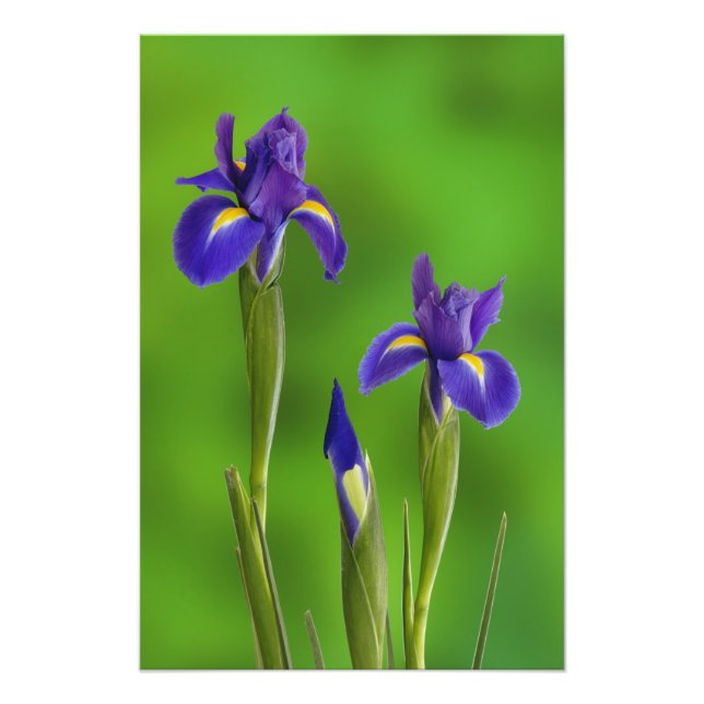 Iris Flowers Photo Print (Front)