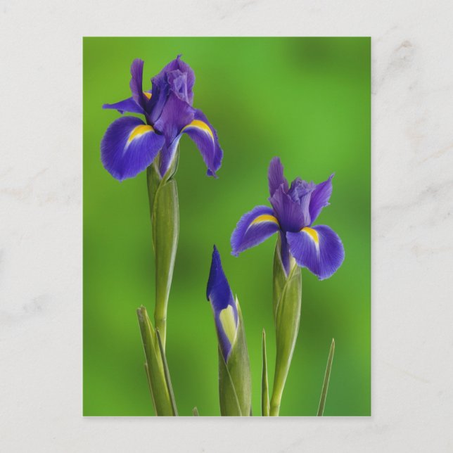 Iris Flowers Postcard (Front)