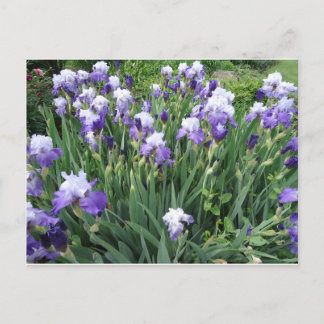 Iris flowers postcard