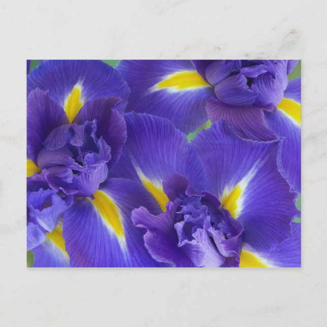 Iris flowers postcard (Front)