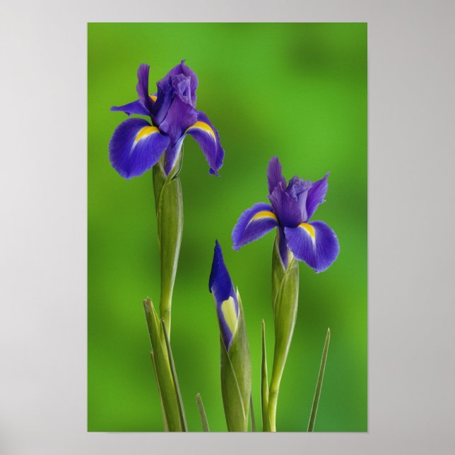 Iris Flowers Poster (Front)