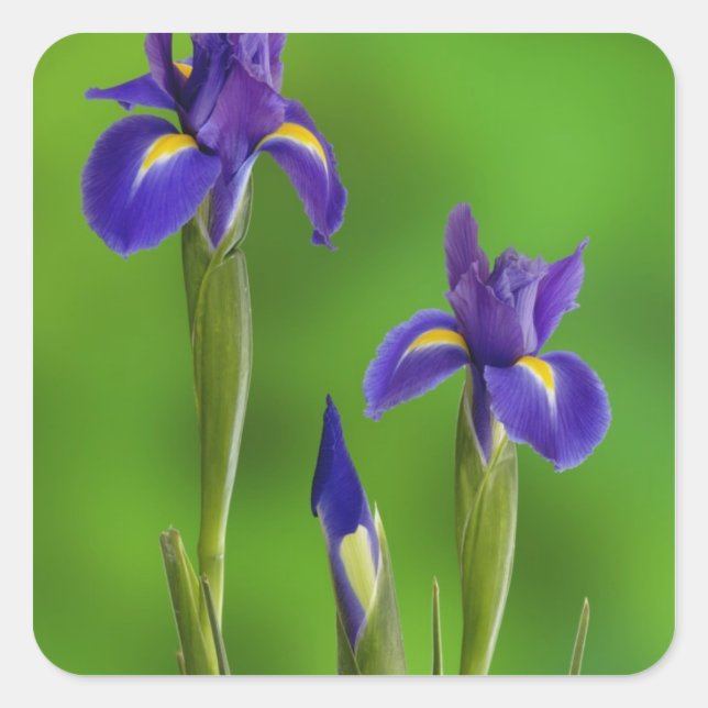 Iris Flowers Square Sticker (Front)