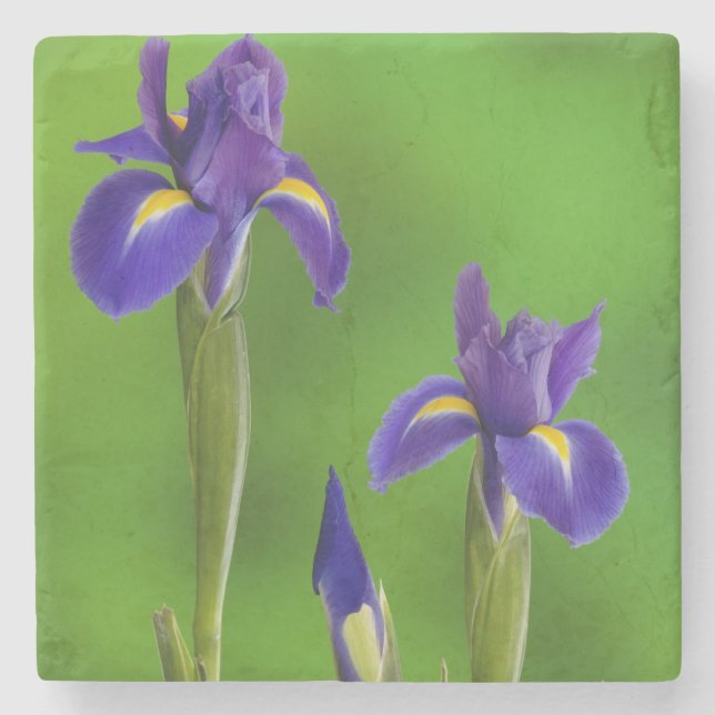 Iris Flowers Stone Coaster (Front)