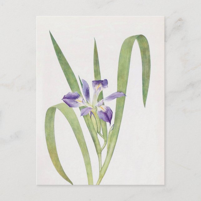 Iris Foliosa by William Dykes Postcard (Front)