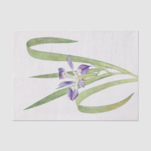 Iris Foliosa by William Dykes Tissue Paper