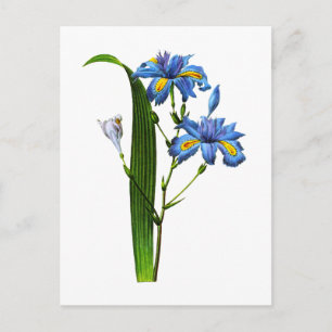 Iris Frangee by Joseph Pierre Redoute Postcard