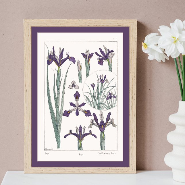 Iris French Botanical Verneuil Poster (Creator Uploaded)