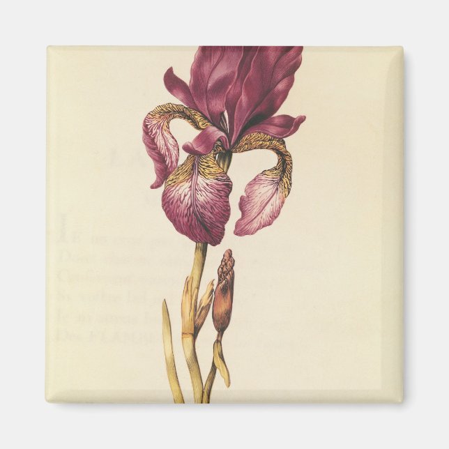 Iris, from 'La Guirlande de Julie', c.1642 Magnet (Front)