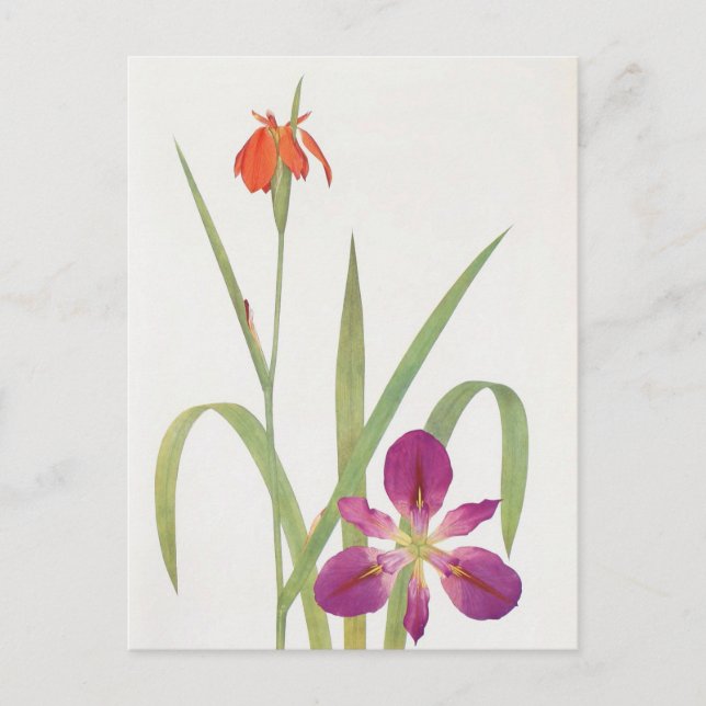 Iris Fulva and Iris Fulvala by William Dykes Postcard (Front)
